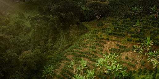 coffeeplant 1440 x 720  1